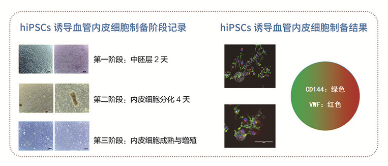 hiPSCs 誘導血管內(nèi)皮細胞（iECs）-1.png
